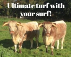 ultimate-surf-with-your-turf