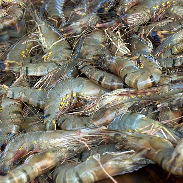 Tiger Prawns ~ raw ~ half a dozen
